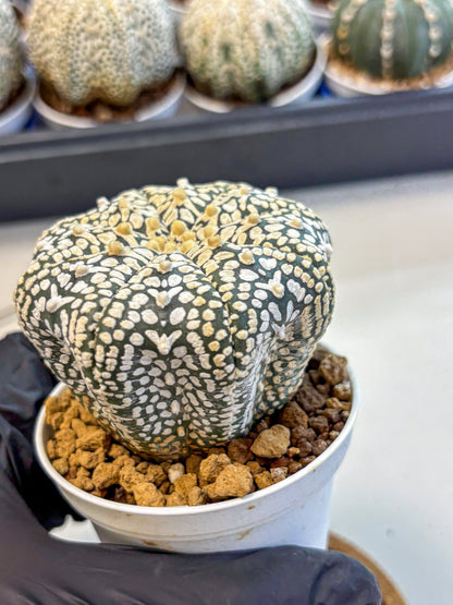 Astrophytum V Type (at4) (12) | Star Cactus