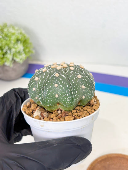 Astrophytum Star Shape (at3) (r2) | Rare Cactus
