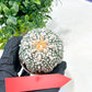 Astrophytum Super Kabuto (#T6B) | Nevada Botanical Shop | 3" Pot