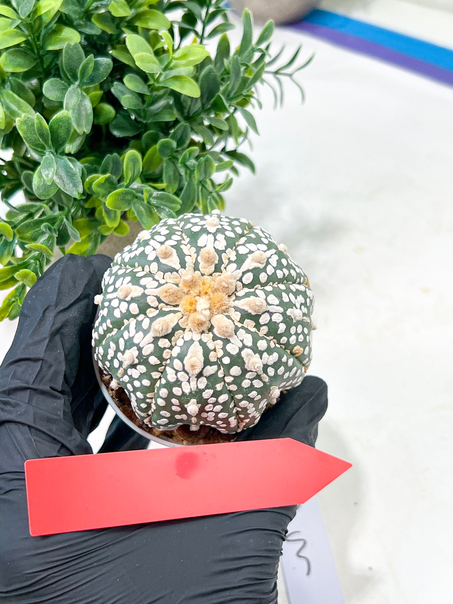 Astrophytum Super Kabuto (#T6B) | Nevada Botanical Shop | 3" Pot
