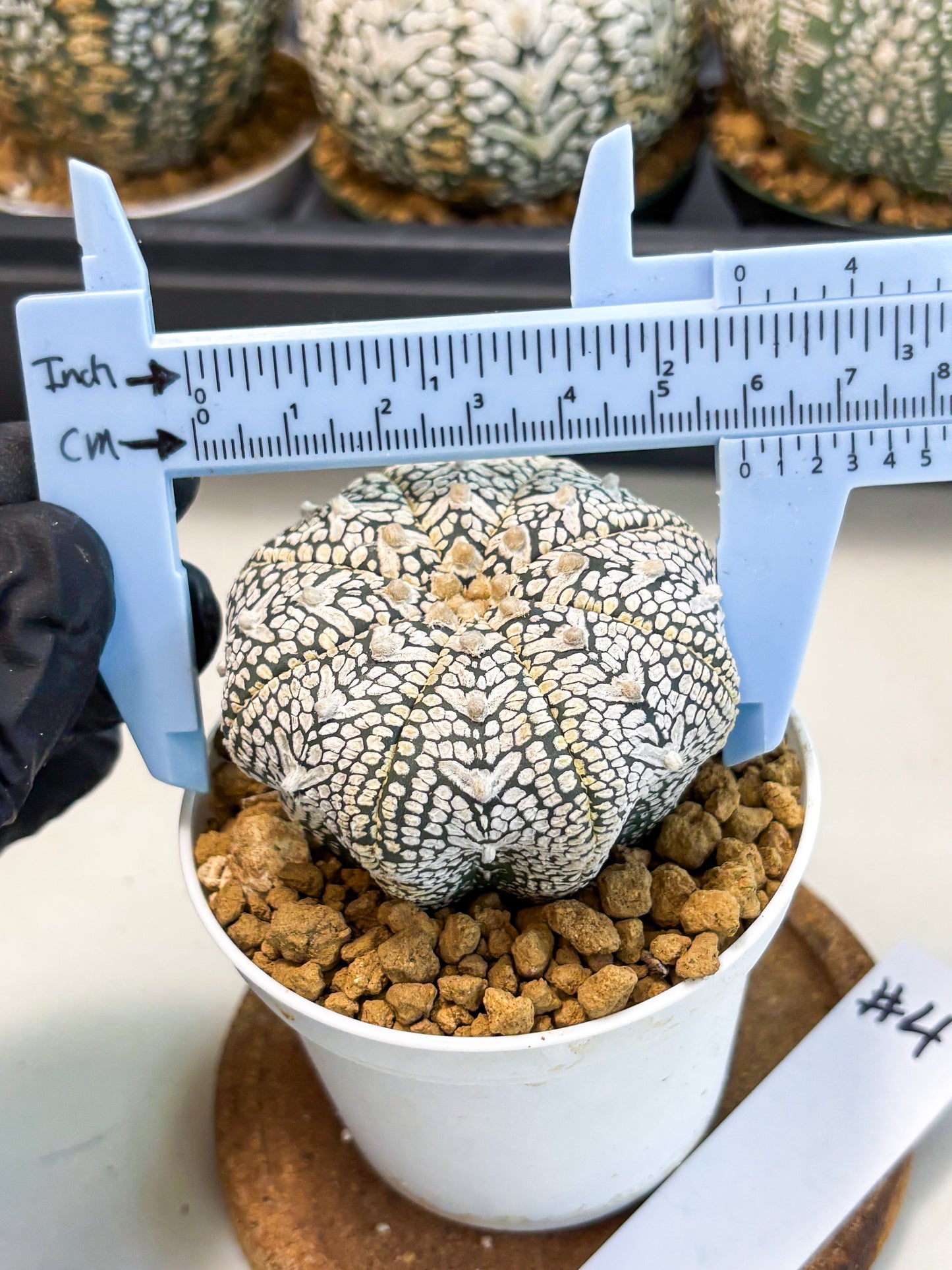 Astrophytum V-Type (at6) (r4) | Rare Star Cactus