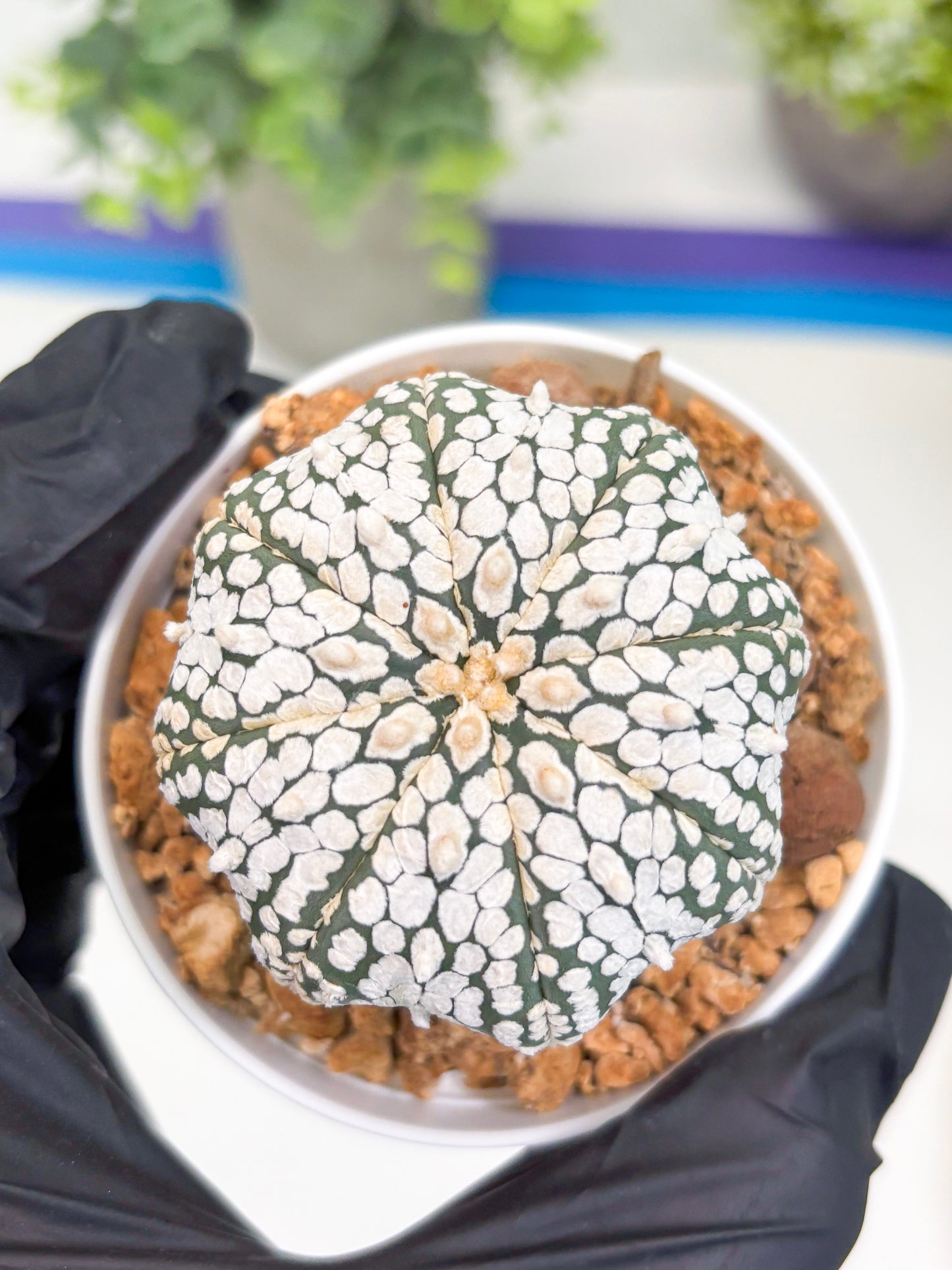 Astrophytum Super Kabuto (t12) (g2) | 3" Pot