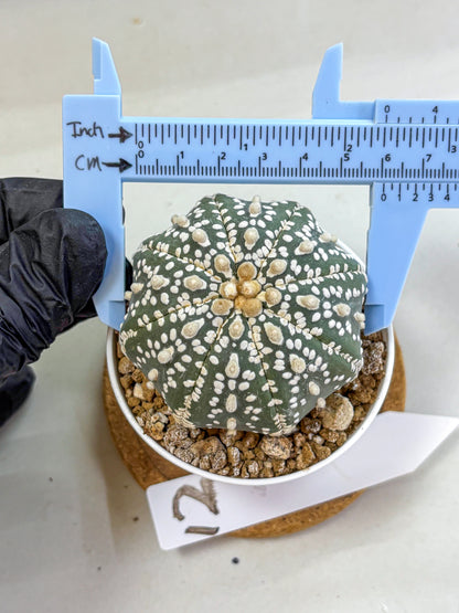 Astrophytum Super Kabuto (at1) (12) | Collection Plant | Rare Cactus