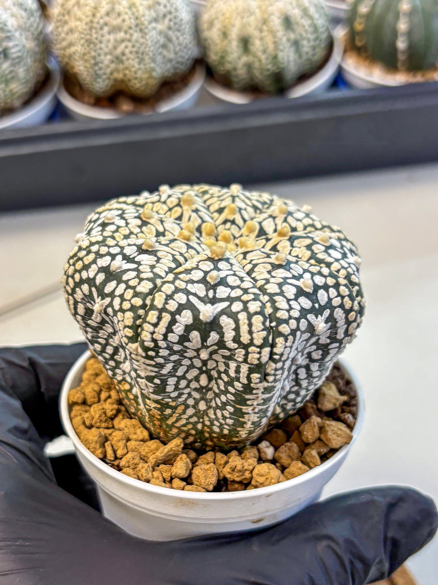 Astrophytum V Type (at4) (12) | Star Cactus