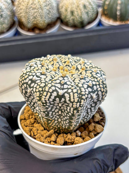 Astrophytum V Type (at4) (12) | Star Cactus