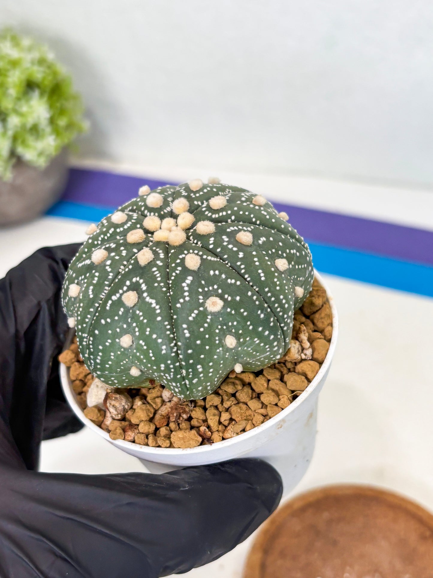 Astrophytum Star Shape (at3) (r2) | Rare Cactus