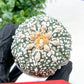 Astrophytum Super Kabuto (#T6B) | Nevada Botanical Shop | 3" Pot