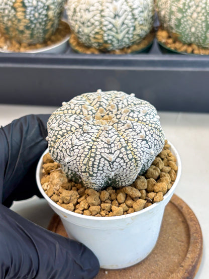 Astrophytum V-Type (at6) (r4) | Rare Star Cactus