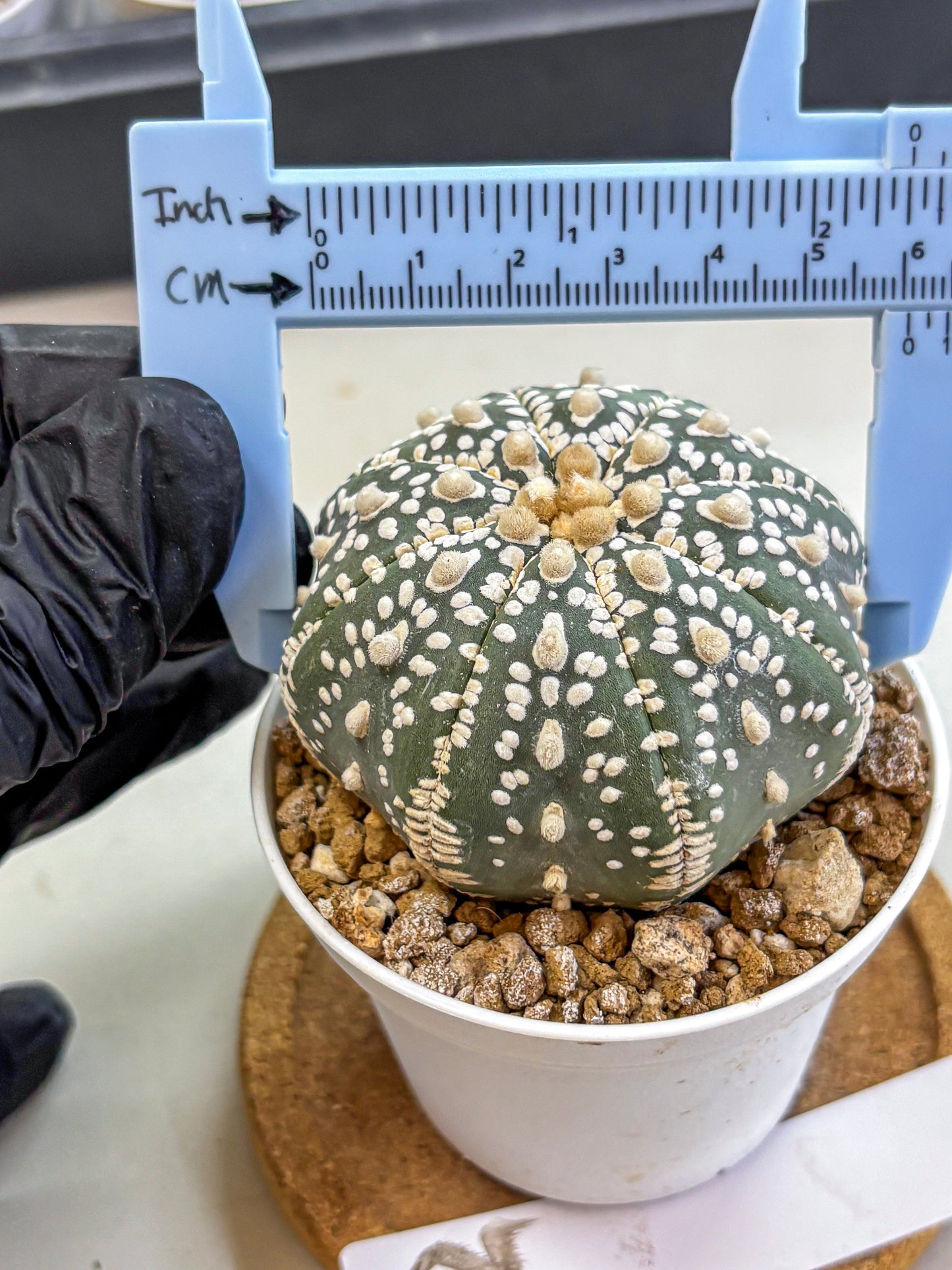 Astrophytum Super Kabuto (at1) (12) | Collection Plant | Rare Cactus