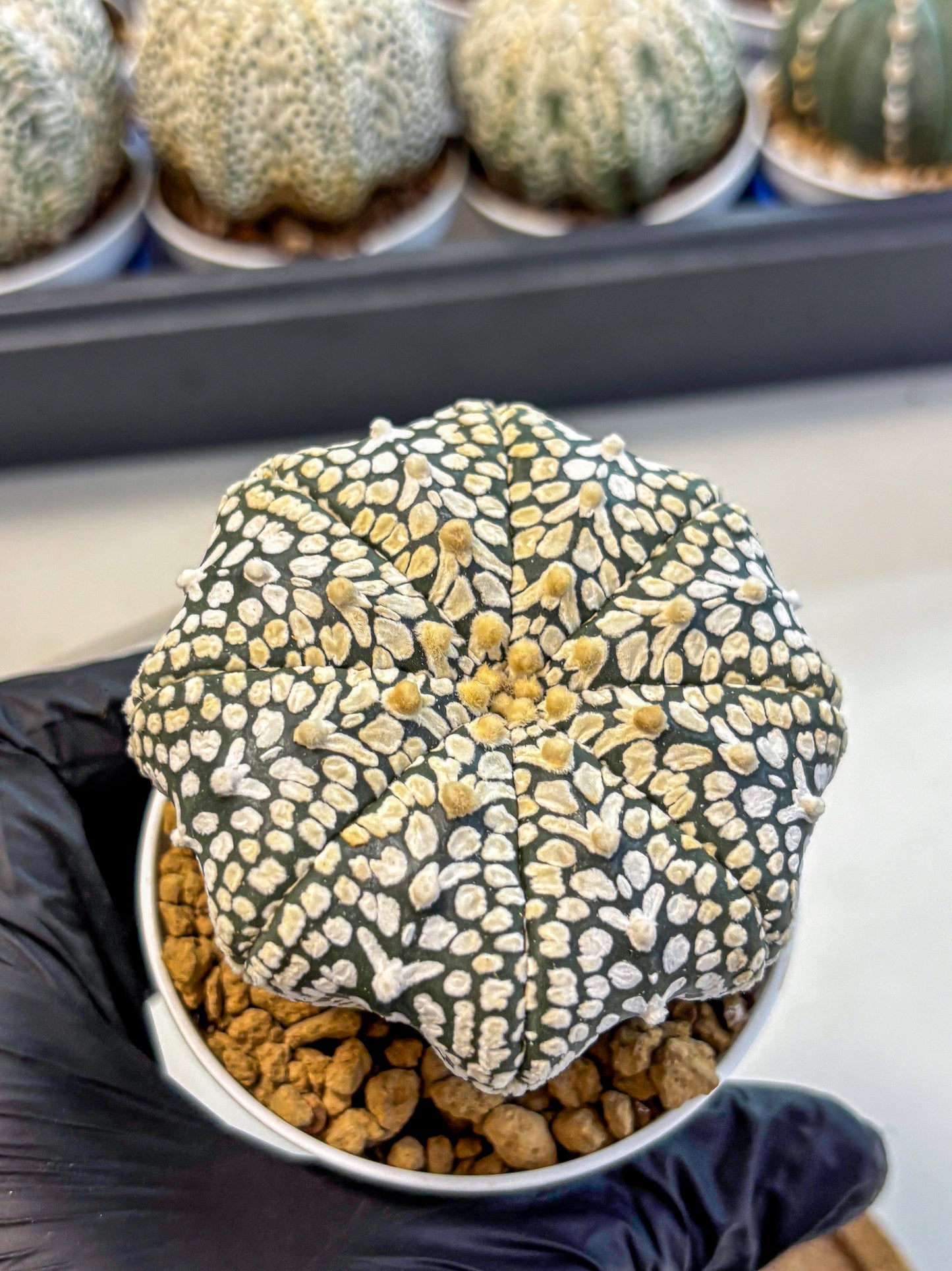 Astrophytum V Type (at4) (12) | Star Cactus