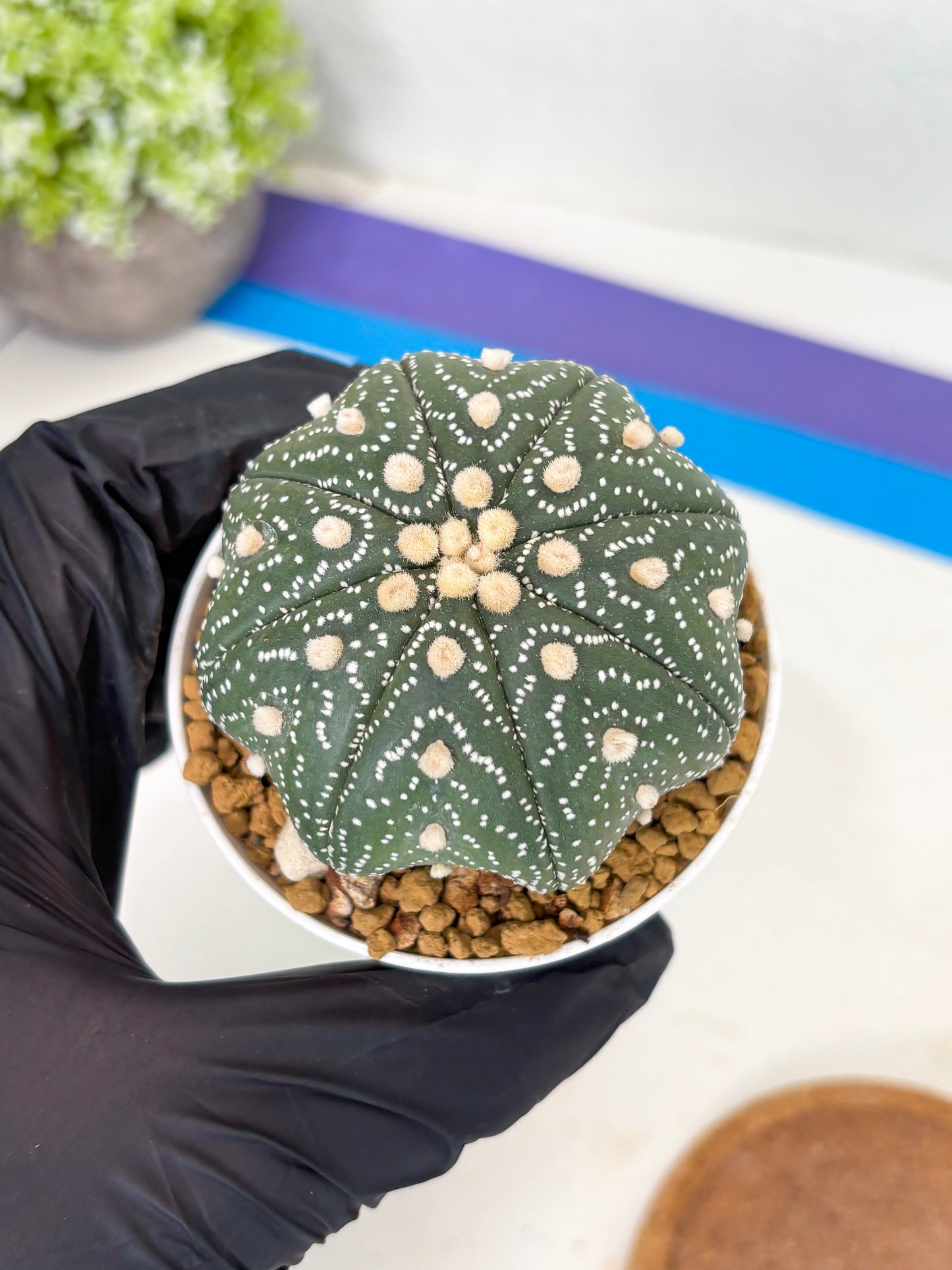 Astrophytum Star Shape (at3) (r2) | Rare Cactus