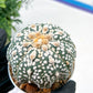Astrophytum Super Kabuto (#T6B) | Nevada Botanical Shop | 3" Pot