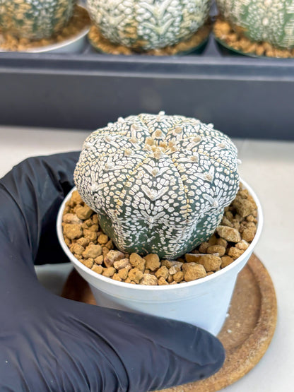 Astrophytum V-Type (at6) (r4) | Rare Star Cactus