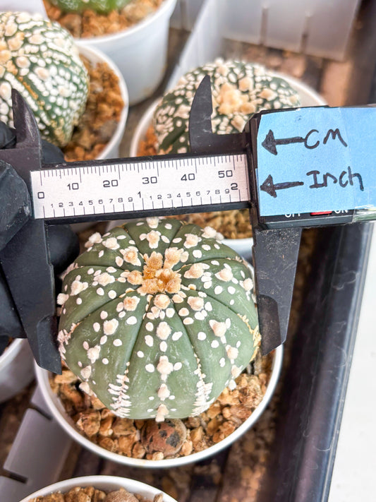Astrophytum Super Kabuto (t12) (g3) | 3" Pot