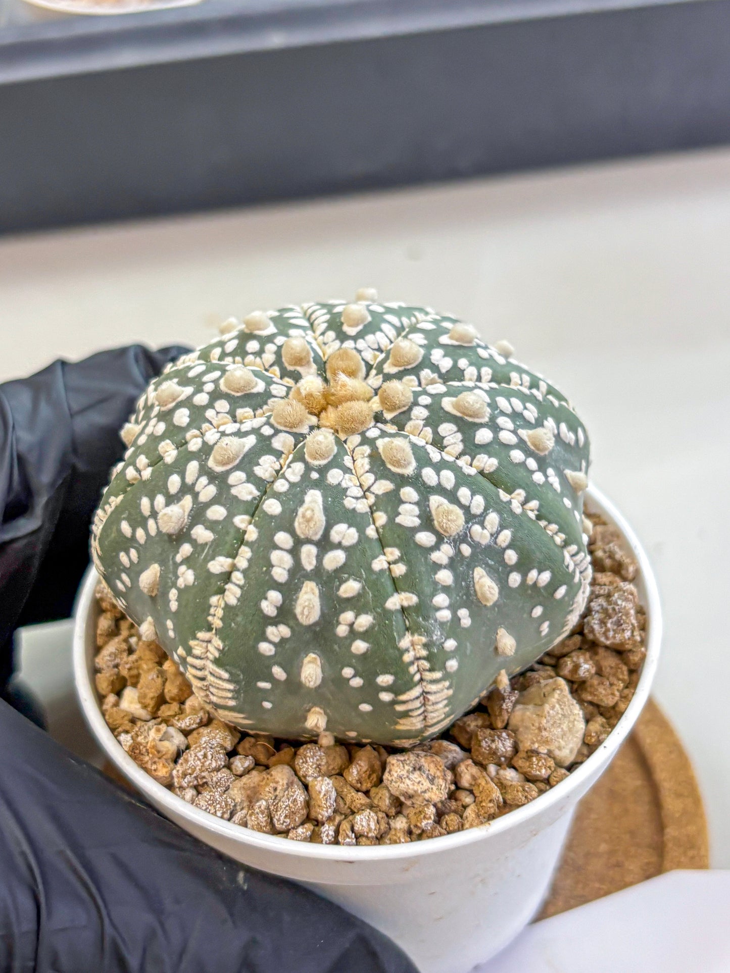 Astrophytum Super Kabuto (at1) (12) | Collection Plant | Rare Cactus