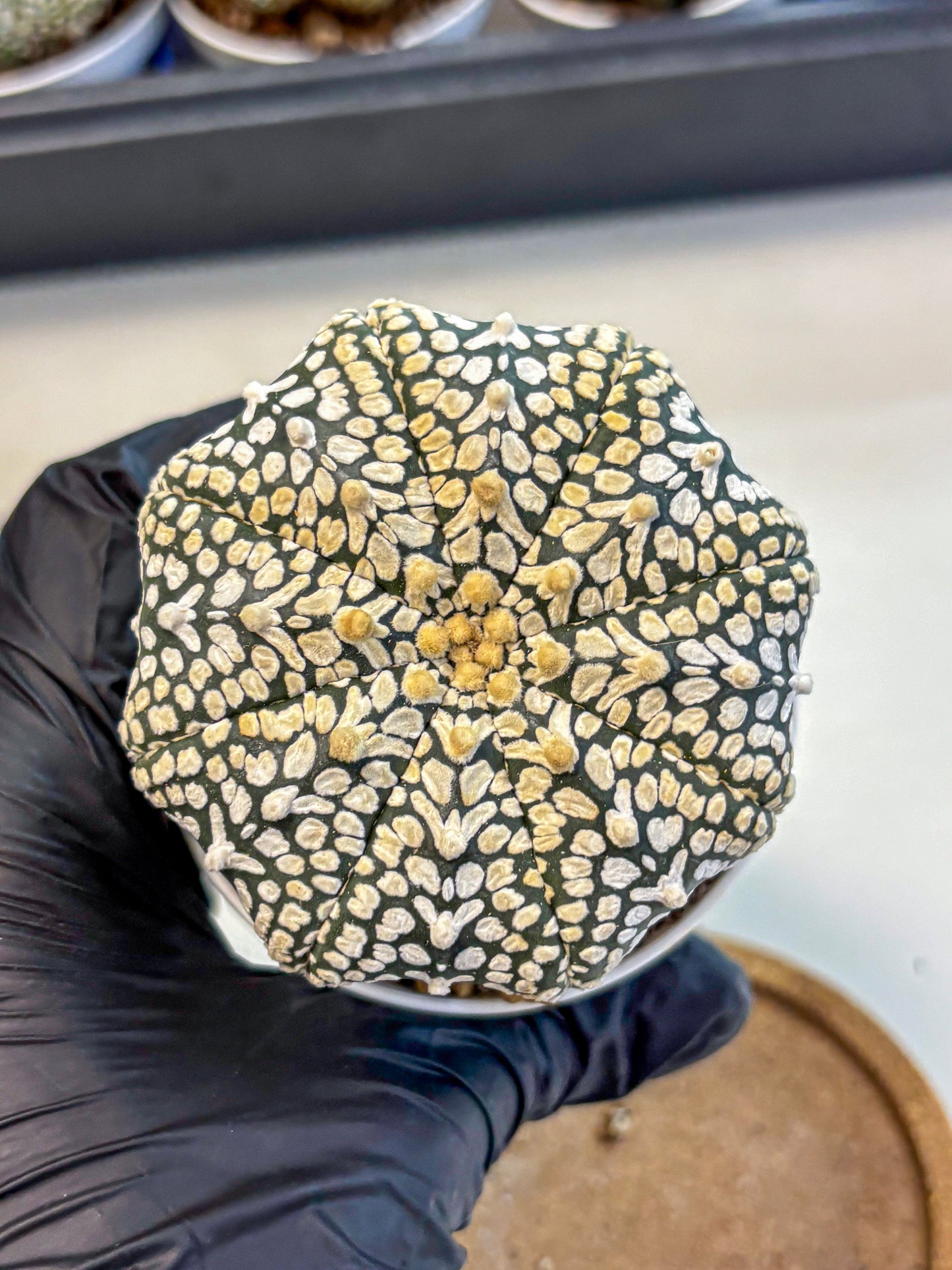 Astrophytum V Type (at4) (12) | Star Cactus