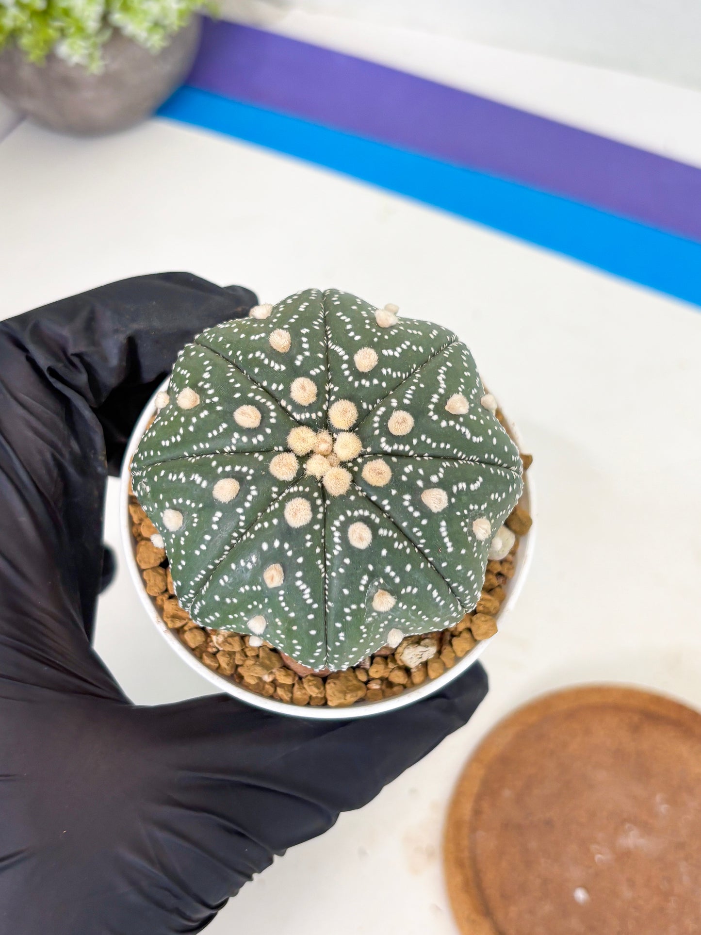 Astrophytum Star Shape (at3) (r2) | Rare Cactus