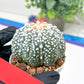 Astrophytum Super Kabuto (#T6B) | Nevada Botanical Shop | 3" Pot