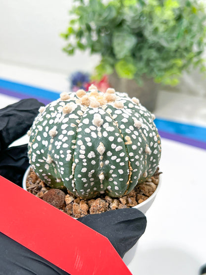 Astrophytum Super Kabuto (#T6B) | Nevada Botanical Shop | 3" Pot