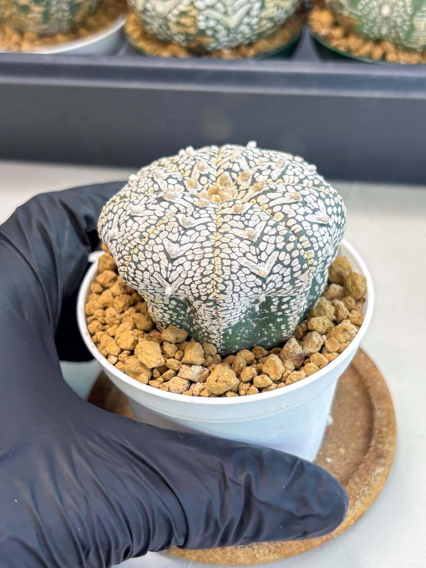 Astrophytum V-Type (at6) (r4) | Rare Star Cactus