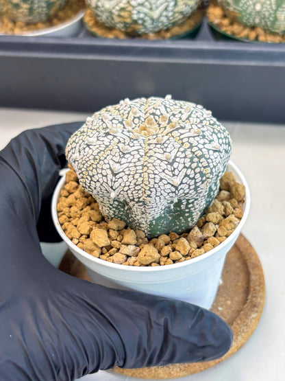 Astrophytum V-Type (at6) (r4) | Rare Star Cactus