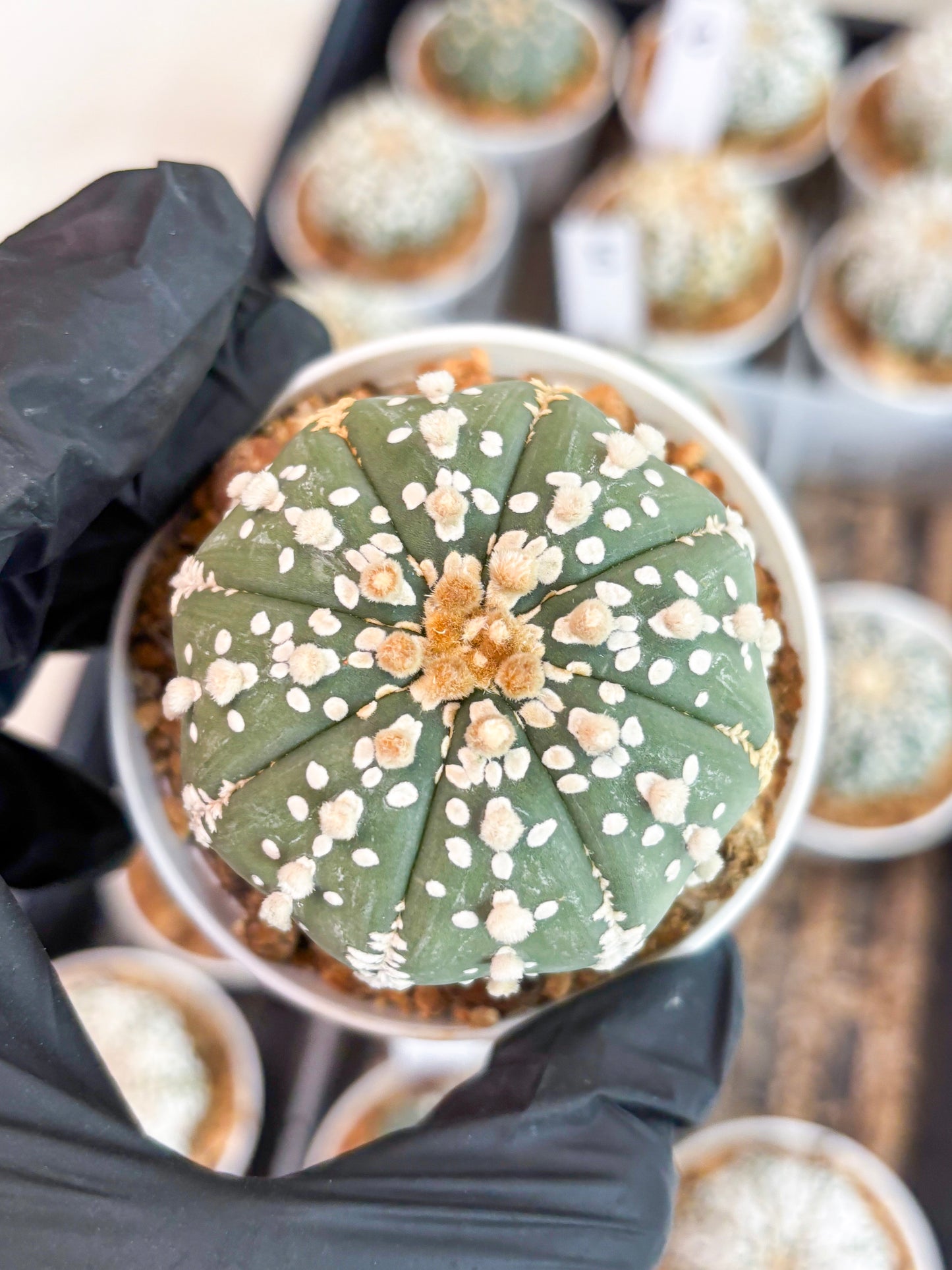 Astrophytum Super Kabuto (t12) (g3) | 3" Pot