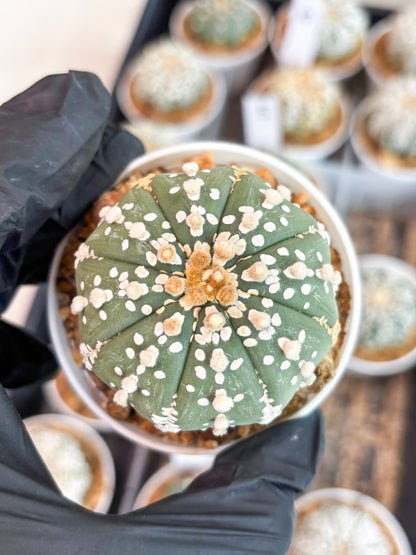 Astrophytum Super Kabuto (t12) (g3) | 3" Pot