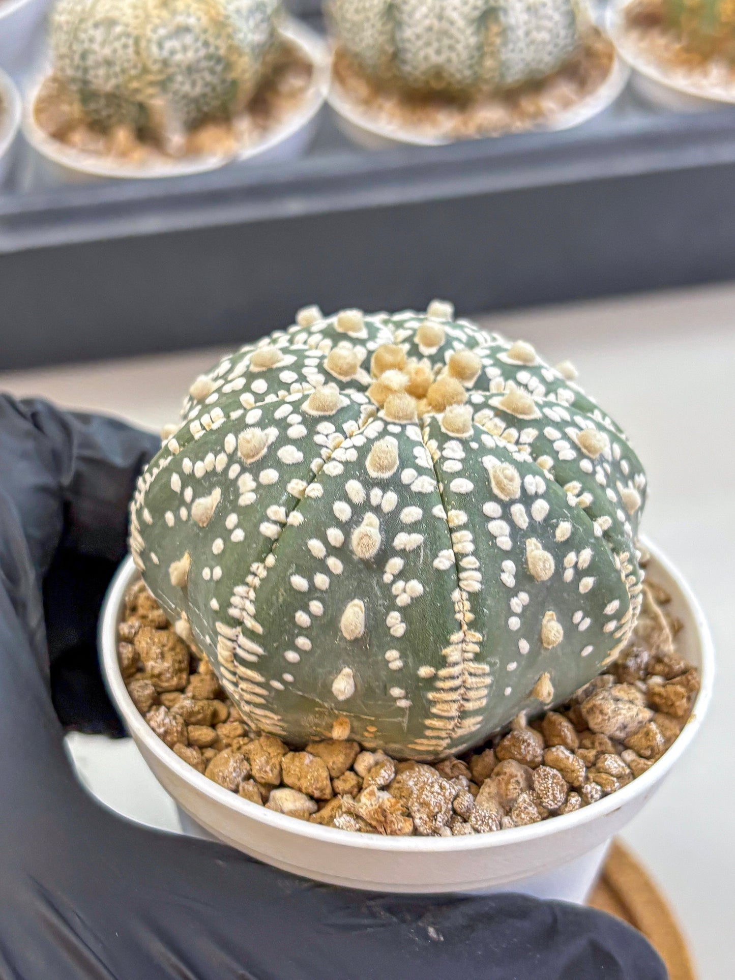 Astrophytum Super Kabuto (at1) (12) | Collection Plant | Rare Cactus