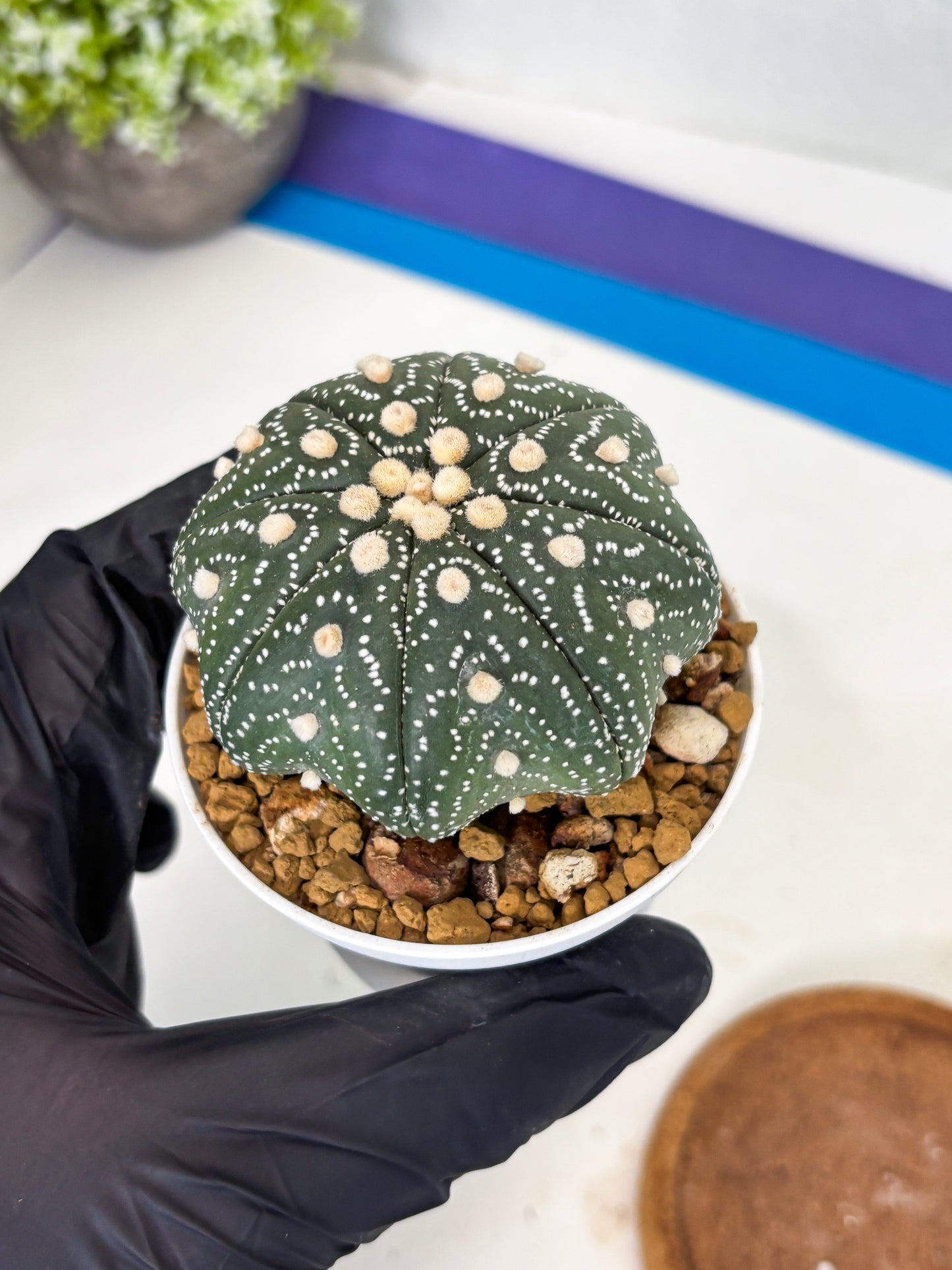 Astrophytum Star Shape (at3) (r2) | Rare Cactus