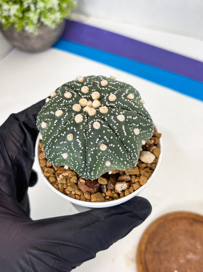 Astrophytum Star Shape (at3) (r2) | Rare Cactus