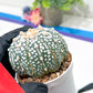 Astrophytum Super Kabuto (#T6B) | Nevada Botanical Shop | 3" Pot