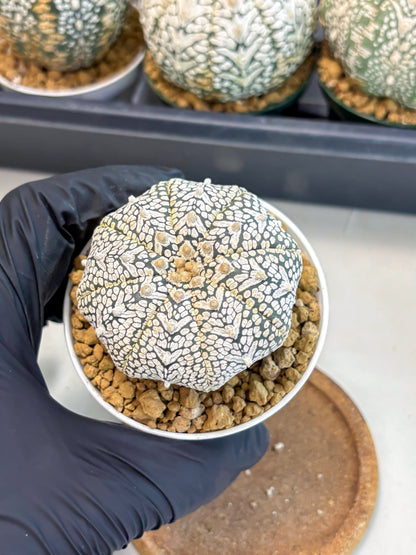 Astrophytum V-Type (at6) (r4) | Rare Star Cactus