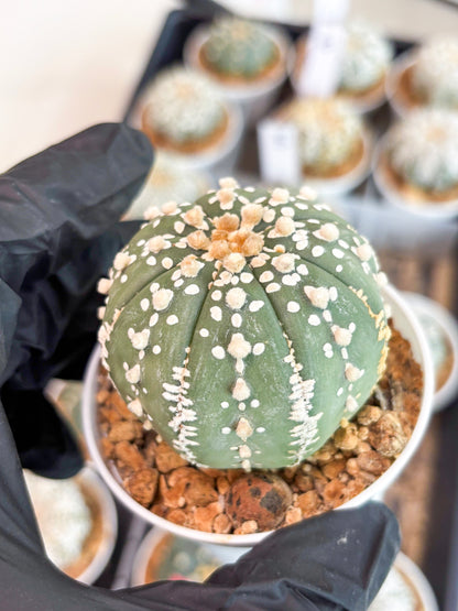 Astrophytum Super Kabuto (t12) (g3) | 3" Pot