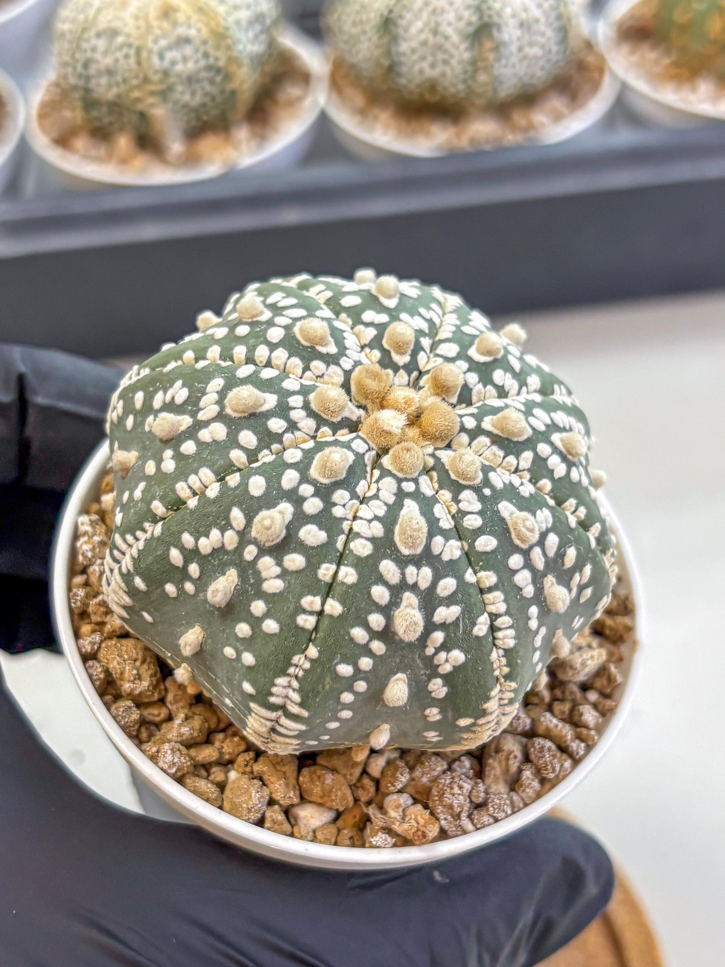 Astrophytum Super Kabuto (at1) (12) | Collection Plant | Rare Cactus