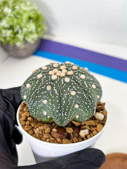 Astrophytum Star Shape (at3) (r2) | Rare Cactus