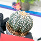 Astrophytum Super Kabuto (#T6B) | Nevada Botanical Shop | 3" Pot