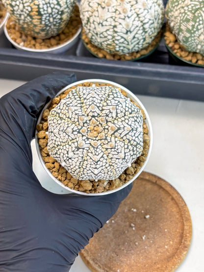 Astrophytum V-Type (at6) (r4) | Rare Star Cactus