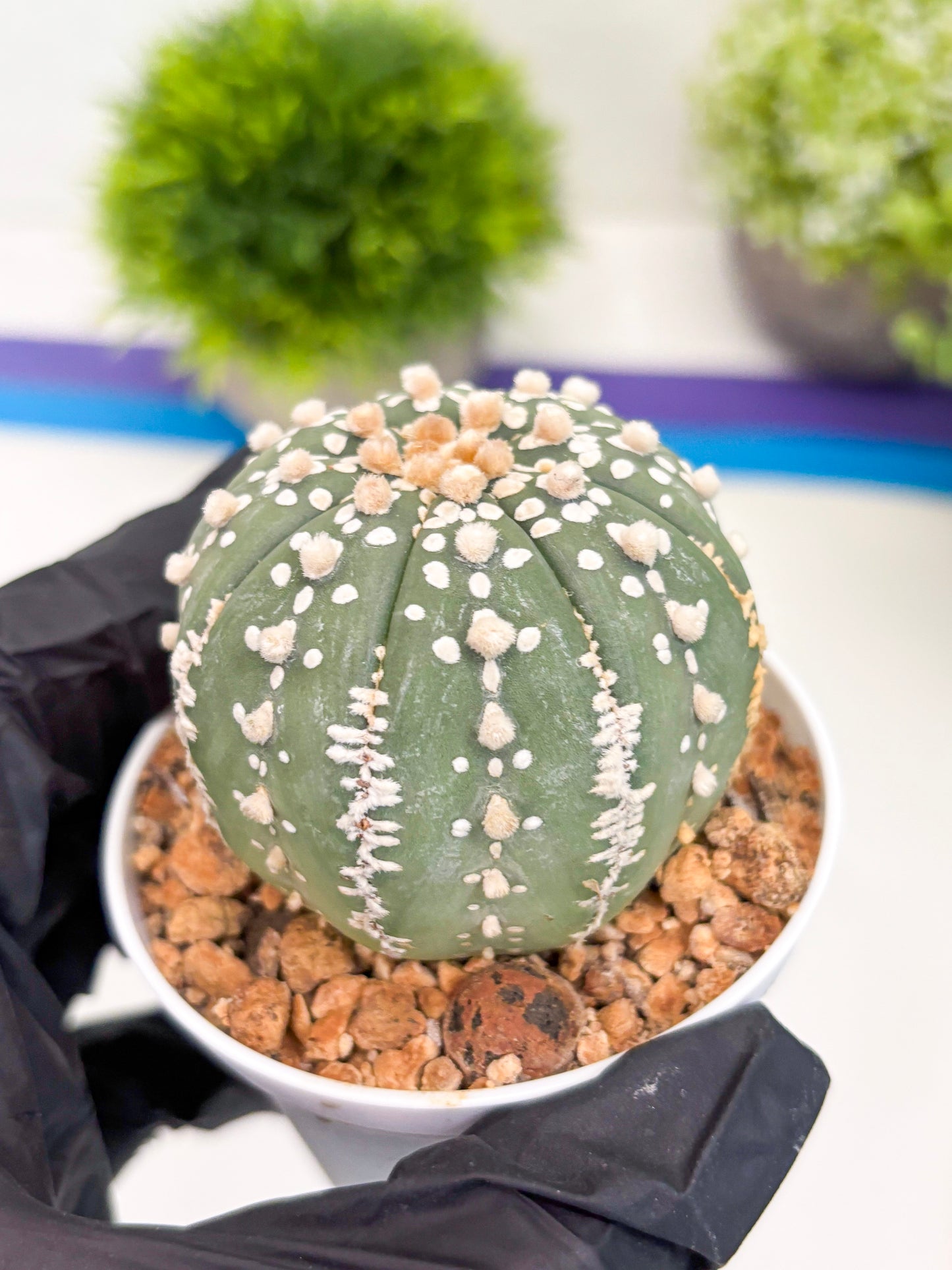 Astrophytum Super Kabuto (t12) (g3) | 3" Pot