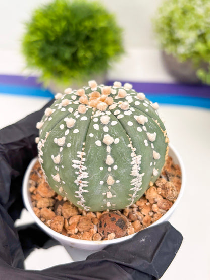 Astrophytum Super Kabuto (t12) (g3) | 3" Pot