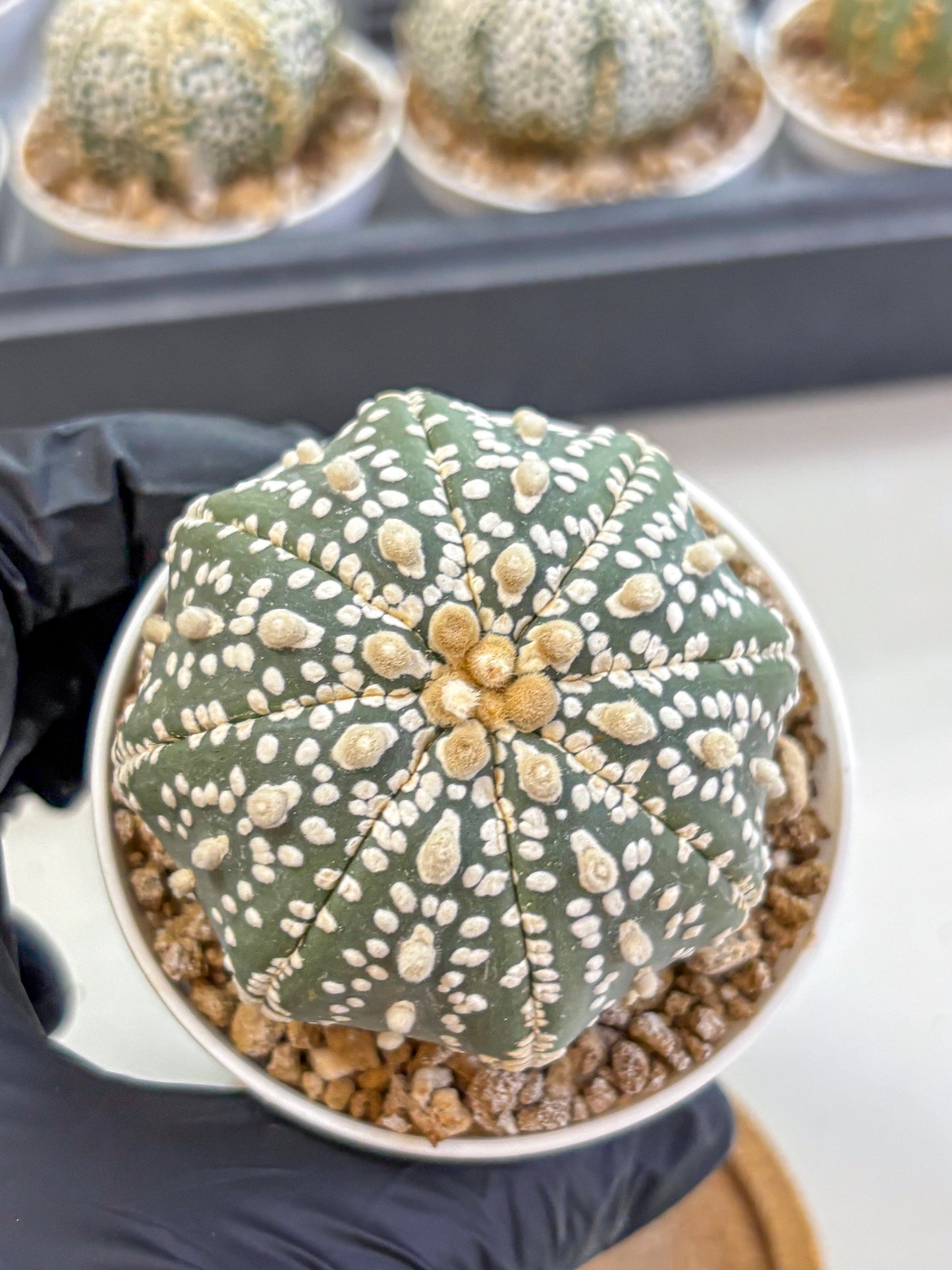 Astrophytum Super Kabuto (at1) (12) | Collection Plant | Rare Cactus