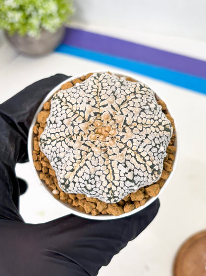 Astrophytum V-Type (at1) (p5) | Imported Cactus