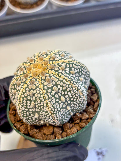 Astrophytum V Type (at5) (03) |  Sea urchin cactus