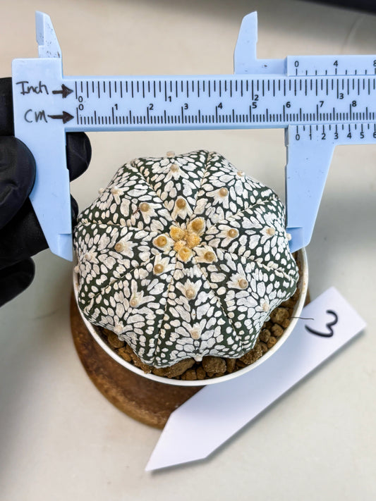 Astrophytum V-Type (at5) (p3) | Rare imported Plant