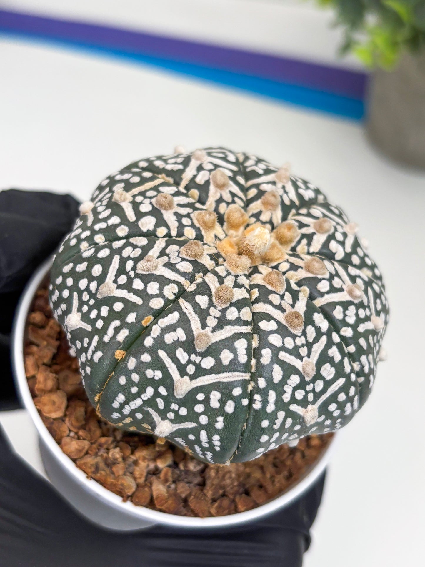 Astrophytum Super Kabuto V Type (T4) (b4) | Las Vegas Seller