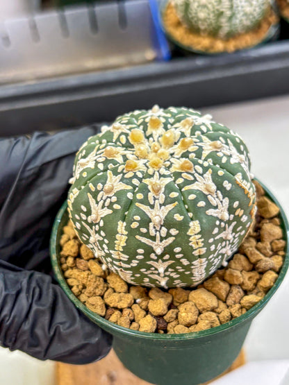 Astrophytum V Type (at2) (03) | Live Plant | Rare Collection