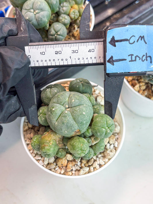 Spineless Cactus (Lo1) (g1) | For Advanced Growers