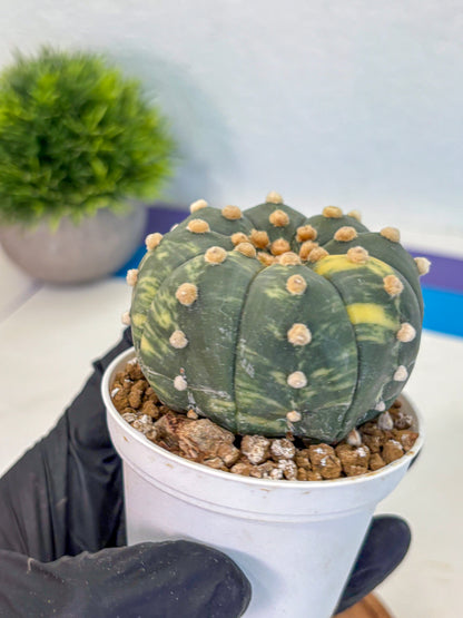 Astrophytum Variegated (at9) (03) | Rare Plant | Live Cactus