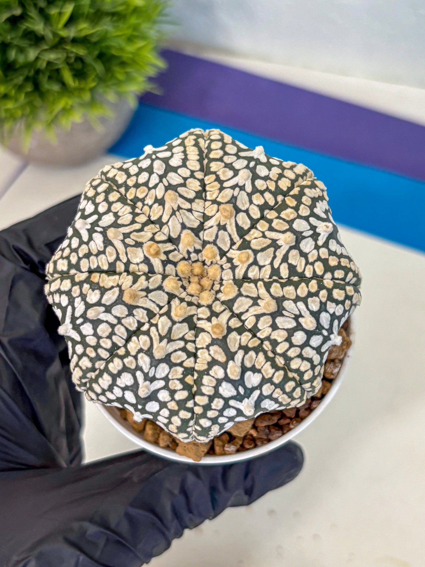 Astrophytum V Type (at4) (12) | Star Cactus