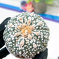 Astrophytum Super Kabuto (#T6B) | Nevada Botanical Shop | 3" Pot
