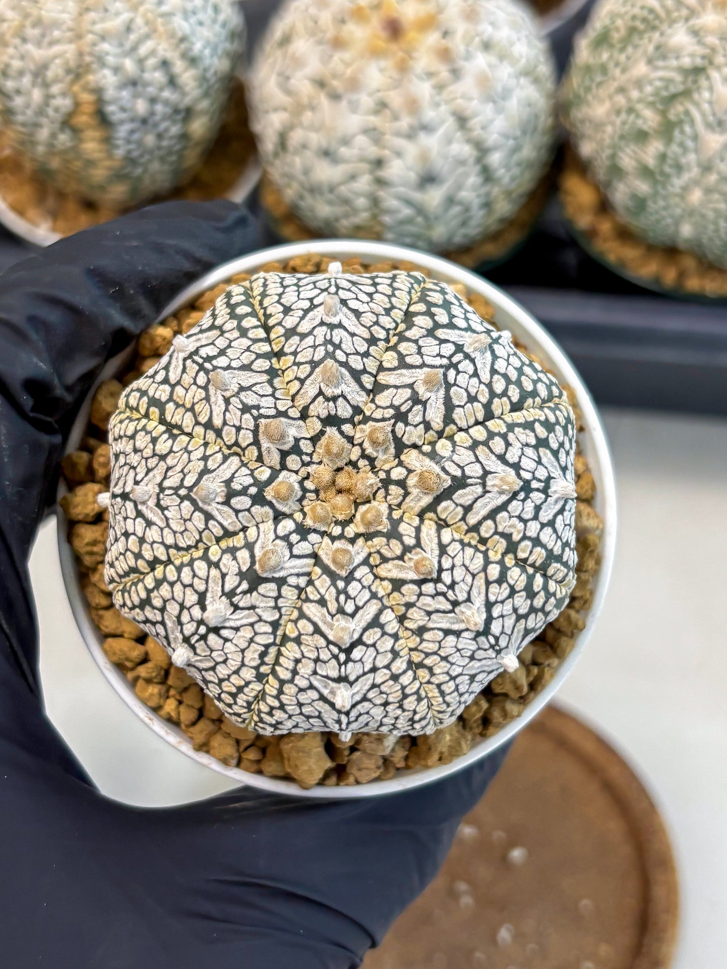 Astrophytum V-Type (at6) (r4) | Rare Star Cactus